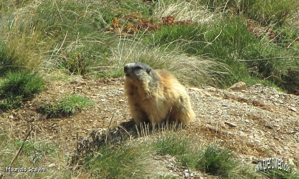 06 Lady marmotta.JPG